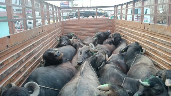 पशुओं से भरा ट्रक को राहगीरों ने रोक कर पुलिस को सौंपा