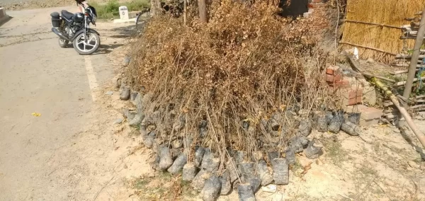प्रतापगढ़ में वृक्षारोपण के नाम पर खानापूर्ति, खुले आसमान के नीचे रखे हजारों पौधे सूख गये, ग्रामीणों में आक्रोश
