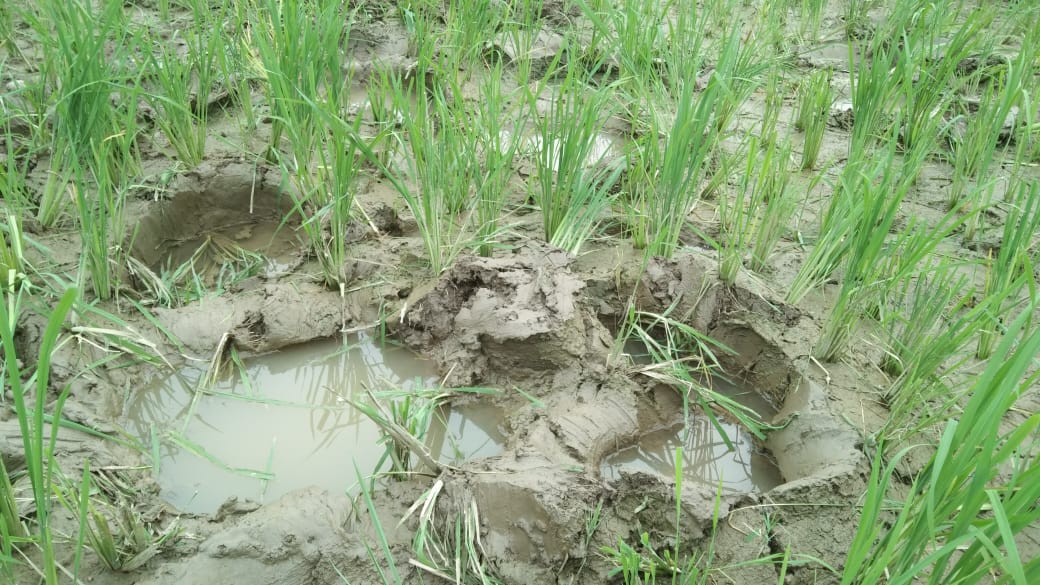 कर्तनिया क्षेत्र में जंगली हाथियों का जारी है उत्पात, 65 बीघा धान की फसल बर्बाद