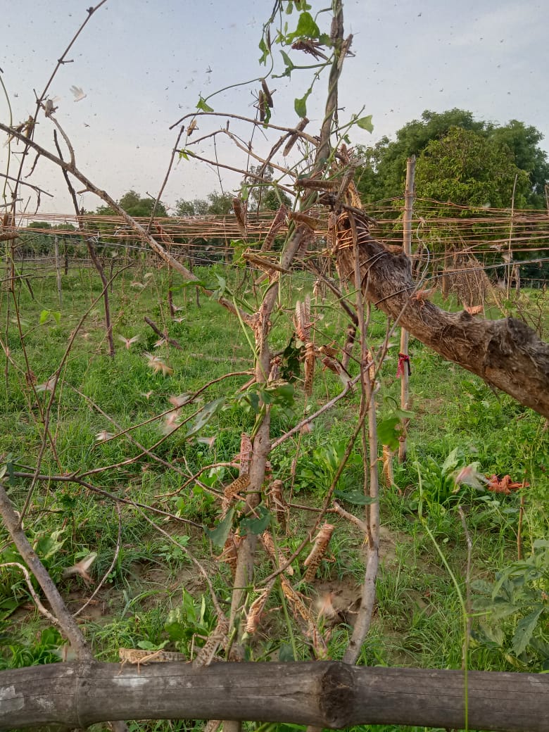 कई गांव में टिड्डीयो का कहर , किसान हुए परेशान