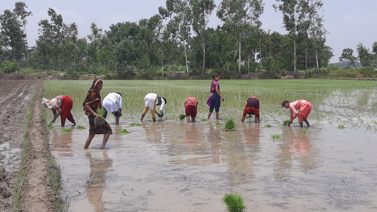 झमाझम हो रही बारिश से किसानों के खिले चेहरे