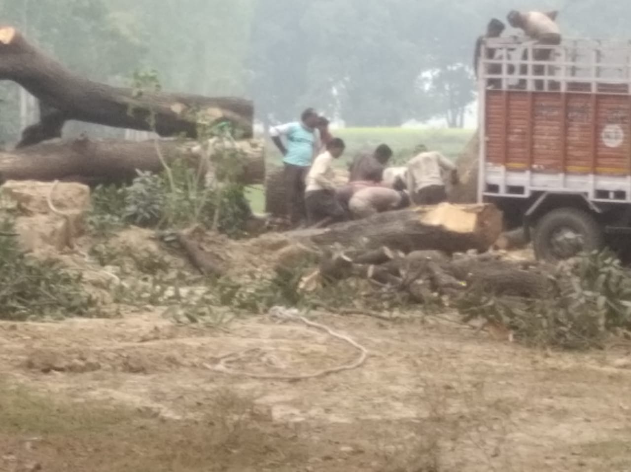 वन विभाग की अनुमति पर काटे जा रहे पुराने पेड़
