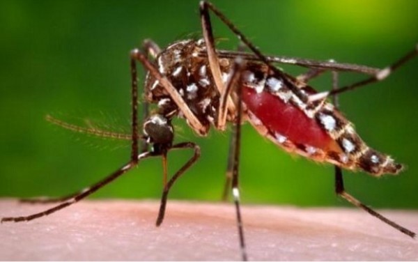 अब तक डेंगू के मिले चार मरीज, संक्रामक रोगों के प्रति स्वास्थ्य विभाग सतर्क
