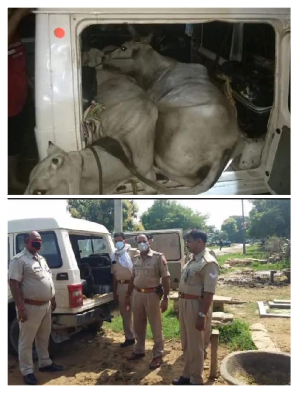जमालपुर पुलिस ने चकिया मार्ग पर चेकिंग के दौरान बोलेरो में वध के लिए ले जा रहे 3 गोवंश को किया बरामद