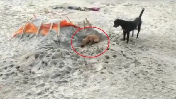 प्रयागराज :गंगा किनारे दफन शवों को नोंच खा रहे कुत्ते।