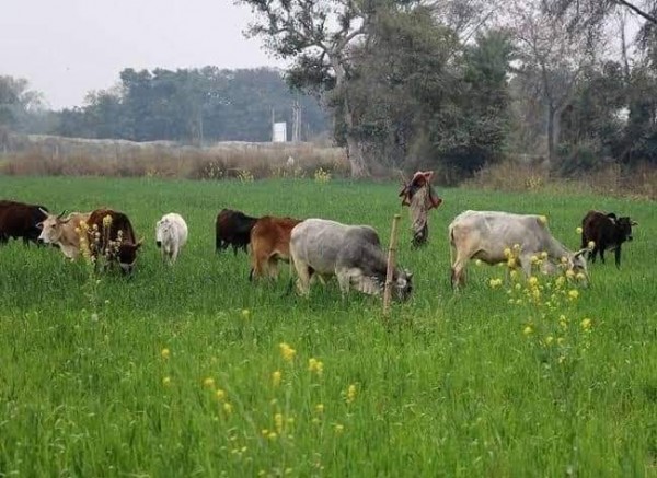 प्रतापगढ़ में छुट्टा गोवंश किसानों की आय को दोगुना करने की बजाय कर रहे हैं बर्बाद
