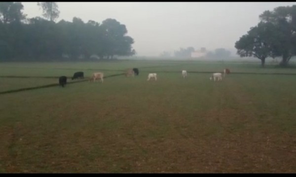 छुट्टा जानवरों का आतंक, किसानों की फसल कर रहे हैं बर्बाद