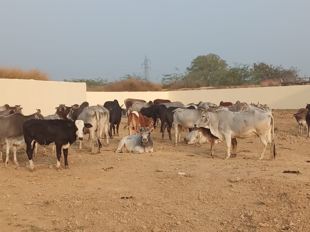 गौ संरक्षण केन्द्र में भूखे, प्यासे, बेसहारा पशु--