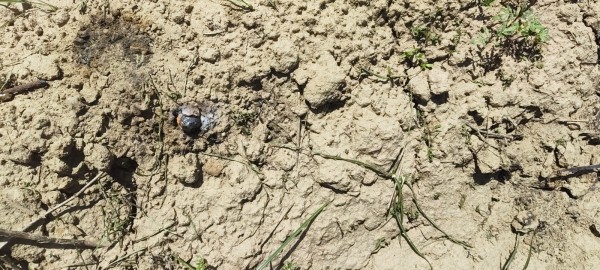 शॉर्ट सर्किट से गेहूं की फसल में लगी भीषण आग, तीन किसानों की मेहनत जलकर राख