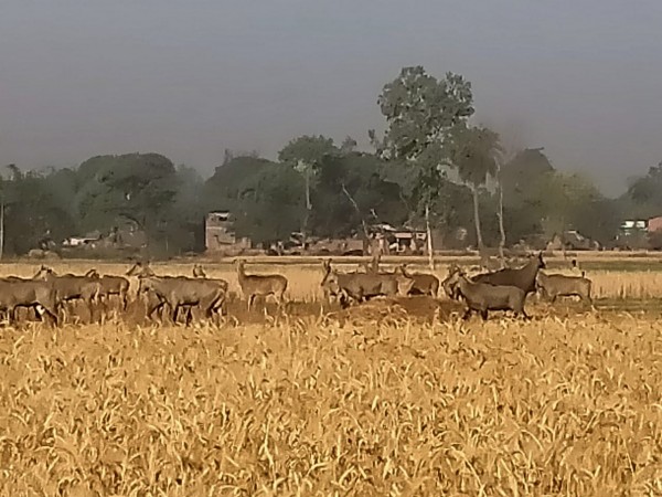 नीलगाय के आतंक से परेशान किसान खड़ी फसल हो रही चौपट