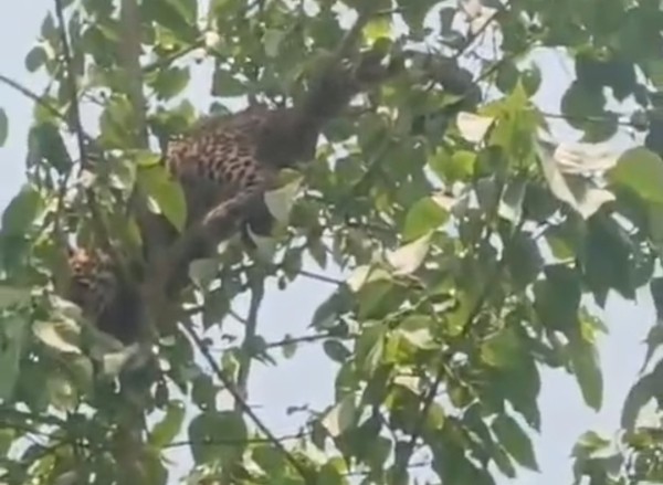 खेत में काम कर रहे ग्रामीण पर तेंदुए का जानलेवा हमला