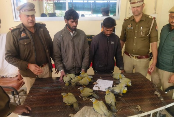 अलवारा झील से दुर्लभ हरियल पक्षी के शिकार में लिप्त दो आरोपी गिरफ्तार